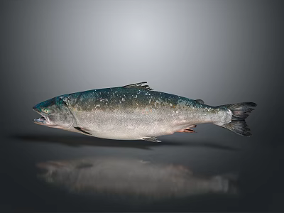 Fresh Whole Silver Salmon Fish With Dark Fins On Gray Background And Reflection 3d model
