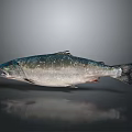 Fresh Whole Silver Salmon Fish With Dark Fins On Gray Background And Reflection