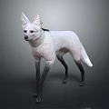 3D Model Of White Fur Fox With Large Ears Black Legs And Black Tail Tip