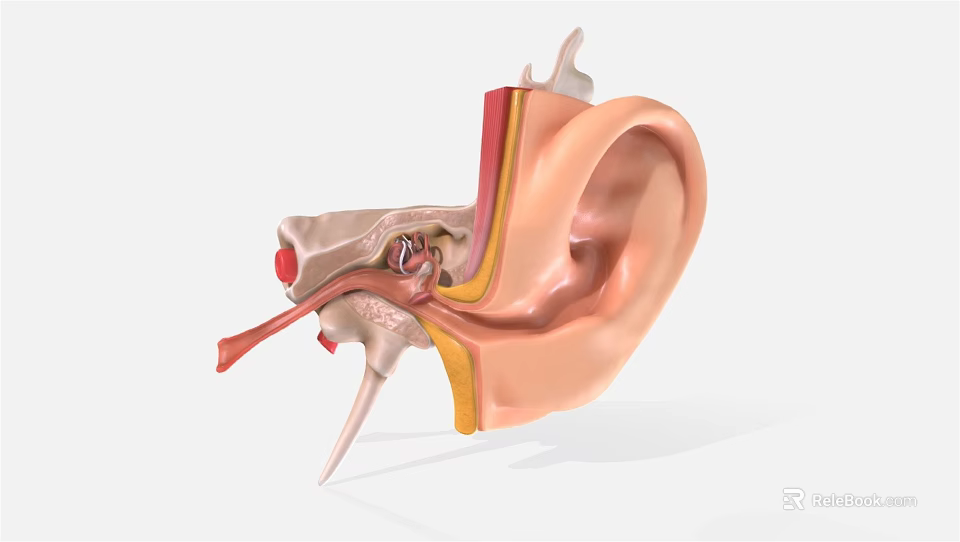 Detailed Human Ear Anatomical Structure Showing Inner Middle And Outer Parts 3d model