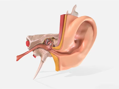 Detailed Human Ear Anatomical Structure Showing Inner Middle And Outer Parts 3d model Detailed Human Ear Anatomical Structure Showing Inner Middle And Outer Parts 3d model