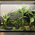 Lush Indoor Plant Combination With Tropical Leaves Green Wall Stones And Moss
