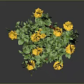 Potted Plant With Yellow Flowers And Green Leaves In Red Brown Barrel Planter