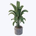 indoor potted plant 3d model