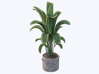 indoor potted plant 3d model