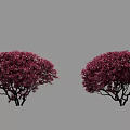Vibrant Purple Flowering Bushes With Lush Foliage And Rounded Canopy Shape