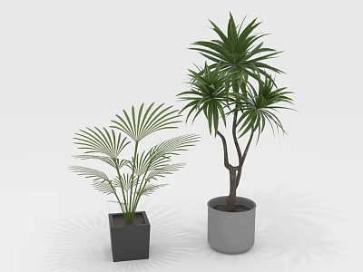 Fan Palm And Leafy House Plants In Black Square Gray Round Pots On White Background 3d model