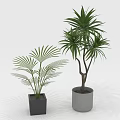 Fan Palm And Leafy House Plants In Black Square Gray Round Pots On White Background