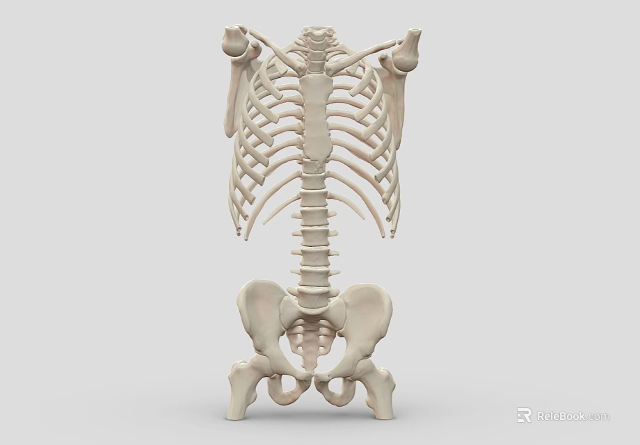 Decorative Skeleton Ornament Set With Rib Cage And Pelvis Bone 3d model 