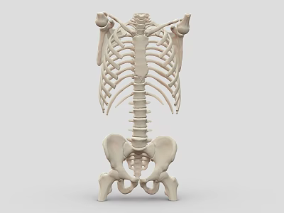 Decorative Skeleton Ornament Set With Rib Cage And Pelvis Bone 3d model