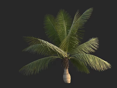 Green Leafy Palm Tree With Unique Vase Shaped Trunk And Lush Foliage 3d model