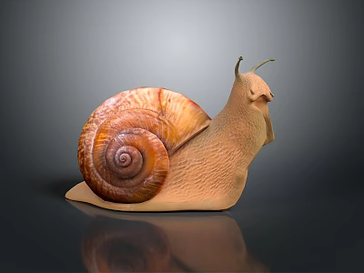 Snail With Spiral Brown Shell Light Brown Body And Antennae On Smooth Dark Surface 3d model