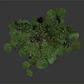 Fresh Green Leafy Plant in White Textured Vase on Gray Background