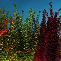 Colorful Shrubs With Vibrant Green Red And Yellow Leaves Against Night Sky