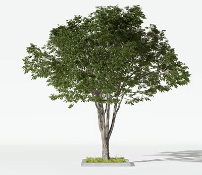 Lush Green Arbor With Multiple Trunks And Vibrant Foliage On Grass Base 3d model