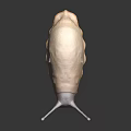 Light Brown Snail With Dark Tentacles Smooth Body On Shiny Dark Surface