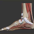 Medical Device Anatomical Ankle Model Showing Muscles Bones and Structure 3d model