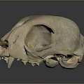 Animal Skull Organ Specimen With Red Marker Number 197 03 And Dental Structure