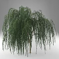 Tall Weeping Willow Tree With Lush Green Leaves And Long Hanging Branches