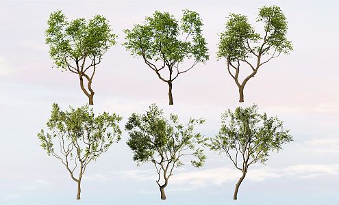 Modern Tree Arbor Landscape Tree Modeling Sapium sebiferum Demonstration Area Spotting Tree Plant 3d model