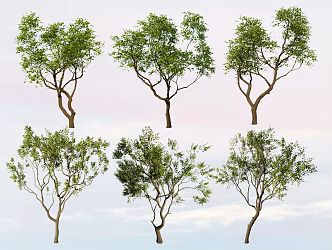 Modern Tree Arbor Landscape Tree Modeling Sapium sebiferum Demonstration Area Spotting Tree Plant 3d model