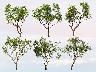 Modern Tree Arbor Landscape Tree Modeling Sapium sebiferum Demonstration Area Spotting Tree Plant 3d model