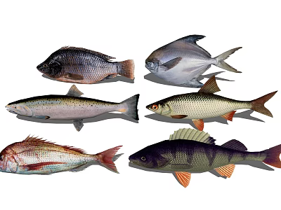 Various Types of Aquatic Fish With Colorful Scales Unique Fins And Different Body Shapes 3d model
