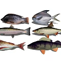 Various Types of Aquatic Fish With Colorful Scales Unique Fins And Different Body Shapes