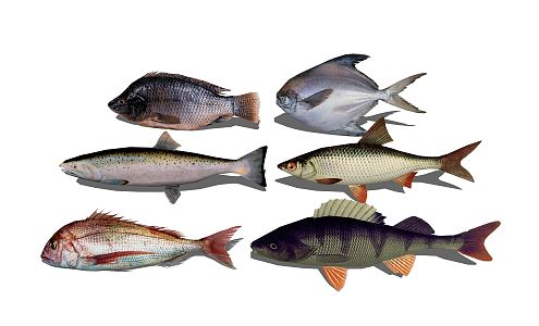 Modern Fish Seafood 3d model