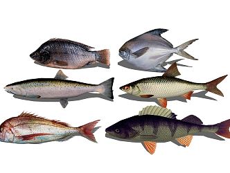 Modern Fish Seafood 3d model