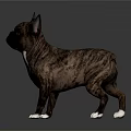 3D Rendering Of Brown Black French Bulldog With White Paws Standing On Gray Background