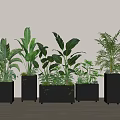 Indoor Decorative Potted Green Plants In Black Square Pots On Wooden Floor