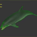 Dolphin With Open Mouth And Smooth Body On Dark Reflective Surface