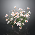 Beautiful Fresh Daisies With White Petals And Orange Centers On Dark Background