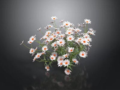 Beautiful Fresh Daisies With White Petals And Orange Centers On Dark Background 3d model