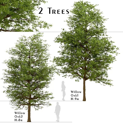Lush Green Willow Oak Tree With H9m Height And Natural Foliage Structure 3d model