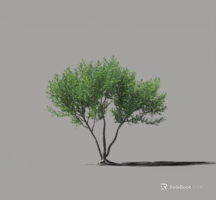 Green Leafy Arbor with Branched Trunk and Shadow on Gray Background 3d model
