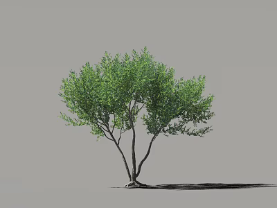 Green Leafy Arbor with Branched Trunk and Shadow on Gray Background 3d model