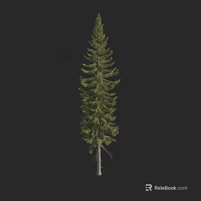 Tall Evergreen Arbor Featuring Lush Green Foliage And Slender Trunk 3d model 
