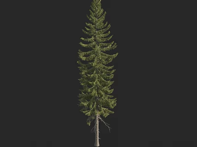 Tall Evergreen Arbor Featuring Lush Green Foliage And Slender Trunk 3d model