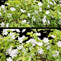 Hanging Basket Green Plants With Trailing Vines And White Flowers For Home Decor