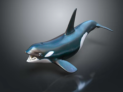 Detailed Orca Whale Model With Glossy Black And White Body On Dark Background 3d model