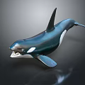 Detailed Orca Whale Model With Glossy Black And White Body On Dark Background