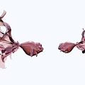 Two Rose Petal Shaped Purple Red Aquatic Animals With Flowing Fins And Elegant White Background