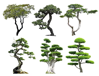 Various Unique Shaped Arbor Trees with Curved Trunks and Lush Foliage 3d model
