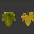Spotted Green And Yellow Plant Leaves On Gray Gradient Background With Reflections