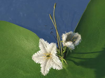 White Fluffy Flowers With Large Green Leaves Floating On Blue Water Surface 3d model