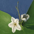 White Fluffy Flowers With Large Green Leaves Floating On Blue Water Surface