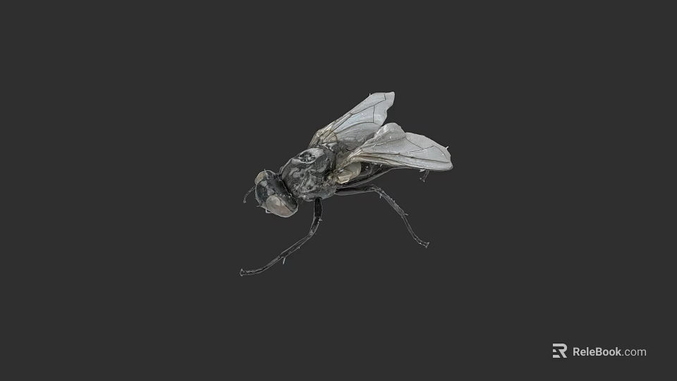 Black Fly With Transparent Wings And Detailed Body Isolated On Dark Background 3d model 