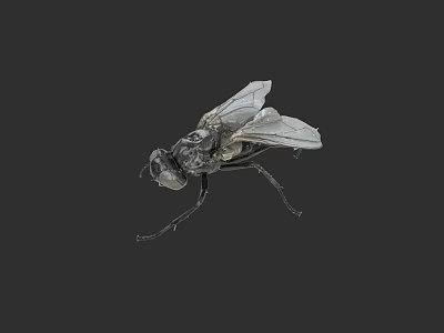 Black Fly With Transparent Wings And Detailed Body Isolated On Dark Background 3d model